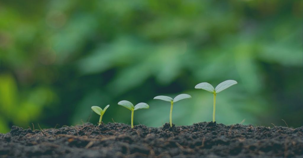 New legal requirements for cultivar registration in Argentina web