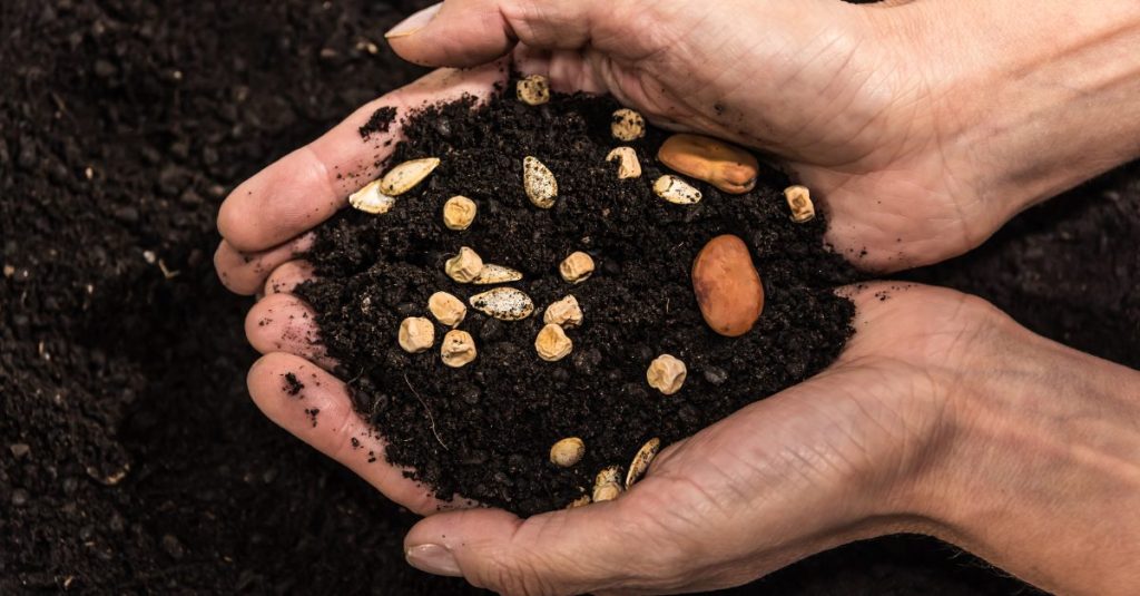 Argentina seed law reform