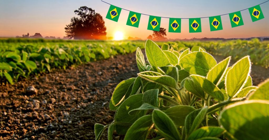 “Soybeans growing in a field under sunny weather